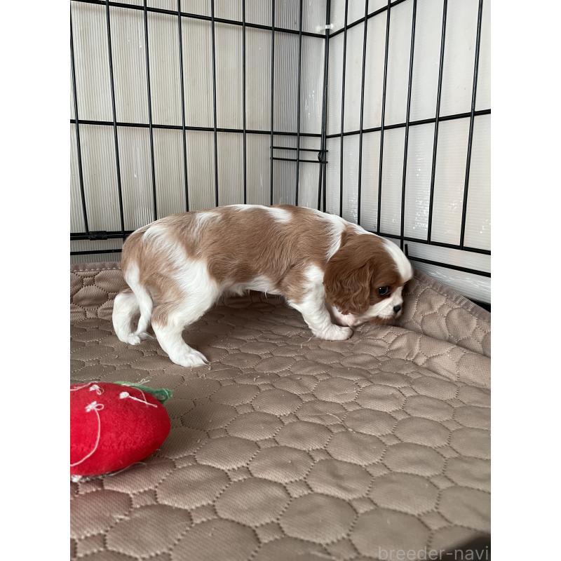 販売中の岡山県のキャバリアキングチャールズスパニエル-425226の5枚目