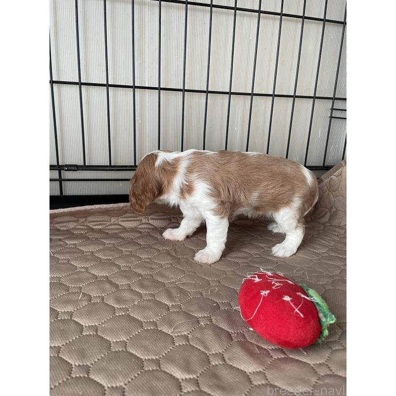 販売中の岡山県のキャバリアキングチャールズスパニエル-425226の4枚目