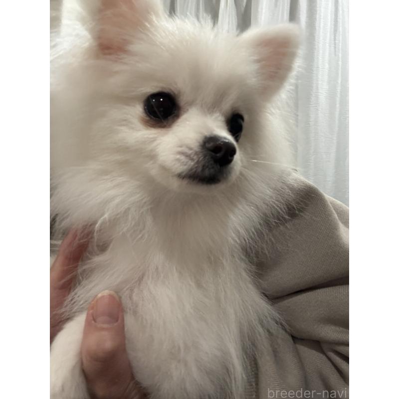 商談中の埼玉県のポメラニアン-400430の2枚目