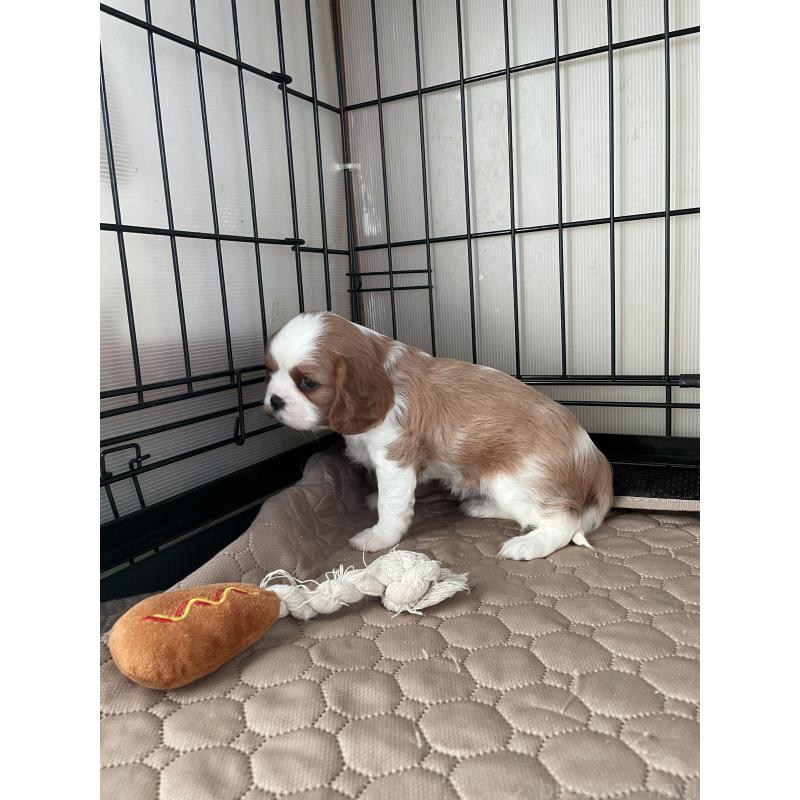 販売中の岡山県のキャバリアキングチャールズスパニエル-425226の3枚目