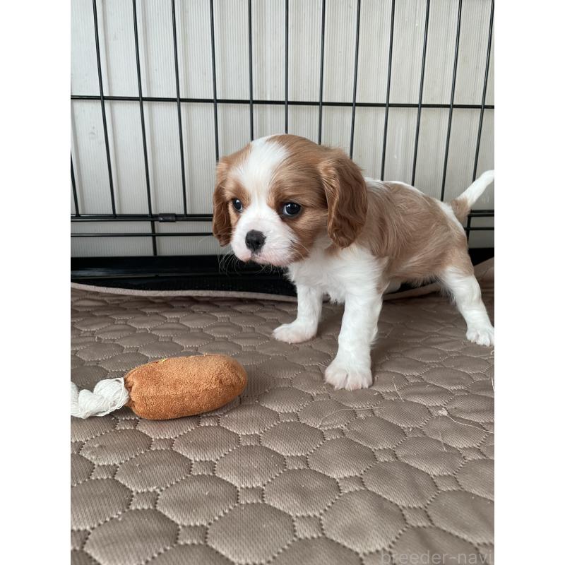 成約済の岡山県のキャバリアキングチャールズスパニエル-425247の6枚目