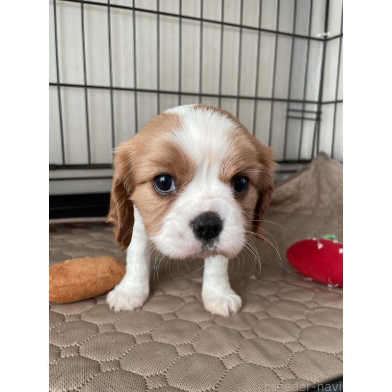 成約済の岡山県のキャバリアキングチャールズスパニエル-425247の5枚目