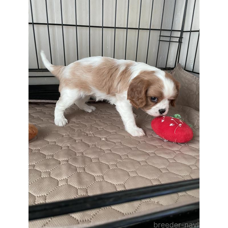 成約済の岡山県のキャバリアキングチャールズスパニエル-425247の3枚目