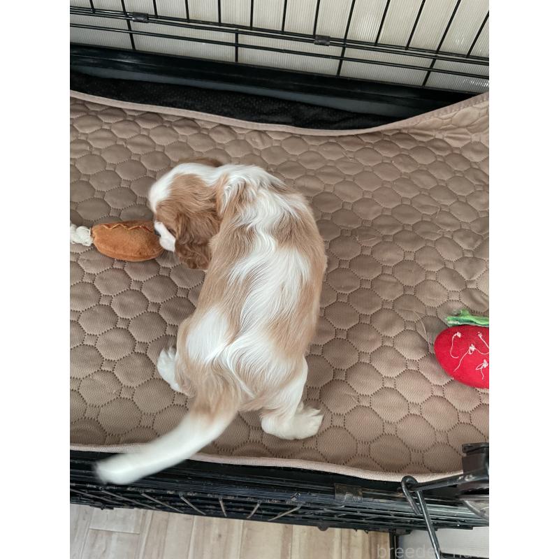 成約済の岡山県のキャバリアキングチャールズスパニエル-425247の2枚目