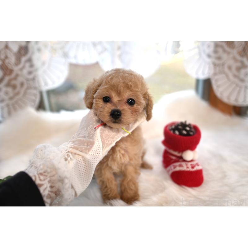 販売中の山梨県のティーカッププードル-429493の4枚目