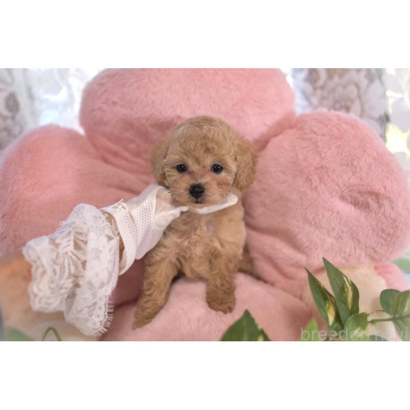 販売中の山梨県のティーカッププードル-429493の2枚目