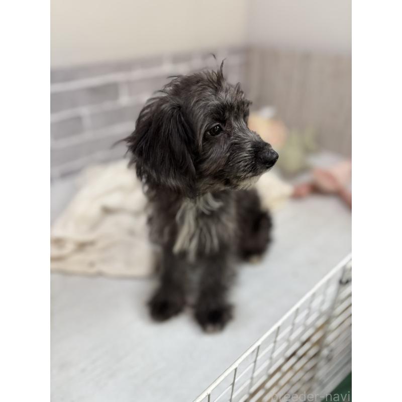 販売中の東京都のミックス犬-408777の6枚目