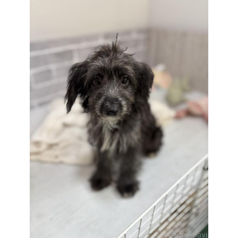 販売中の東京都のミックス犬-408777の5枚目