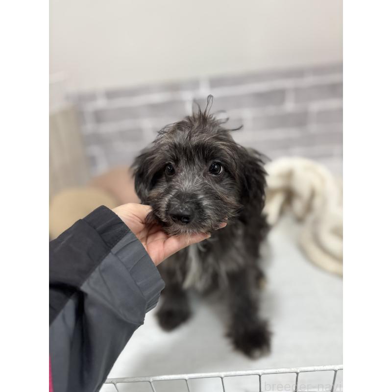 販売中の東京都のミックス犬-408777の4枚目