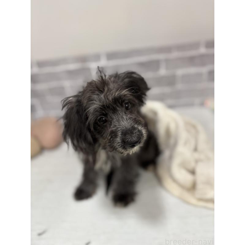 販売中の東京都のミックス犬-408777の3枚目