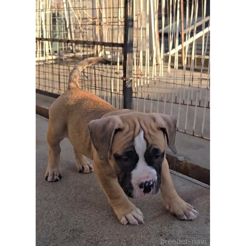 販売中の福岡県のアメリカンブリー-421820の2枚目