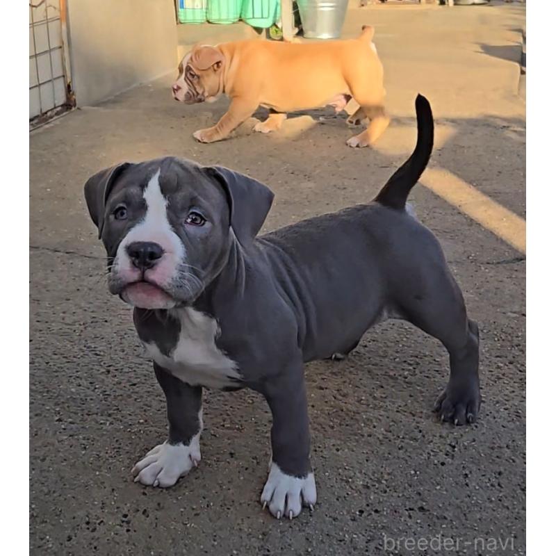 販売中の福岡県のアメリカンブリー-426975