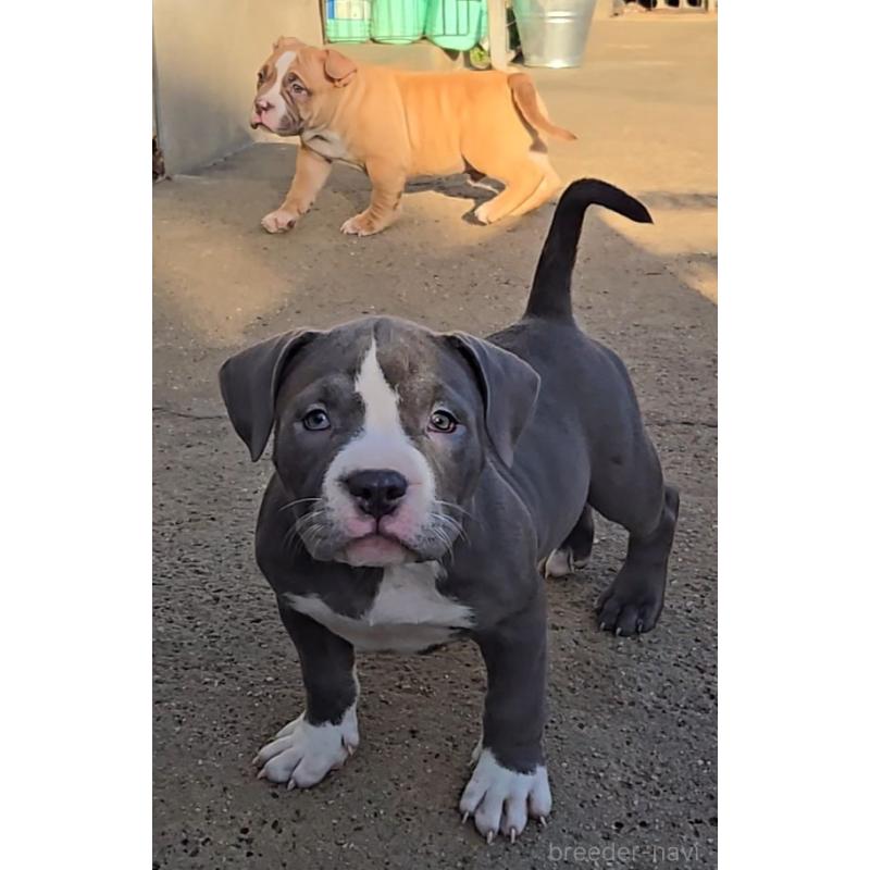 販売中の福岡県のアメリカンブリー-426975の4枚目