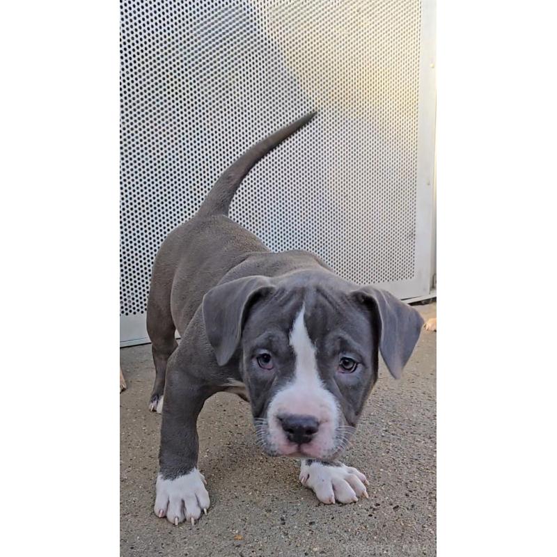 販売中の福岡県のアメリカンブリー-426975の2枚目