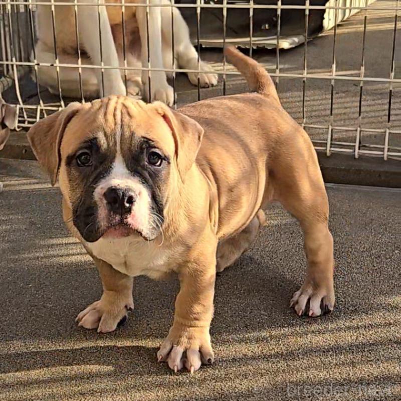 販売中の福岡県のアメリカンブリー-421821