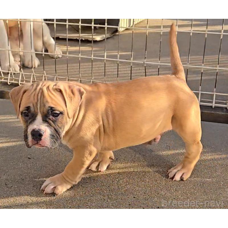 販売中の福岡県のアメリカンブリー-421821の4枚目