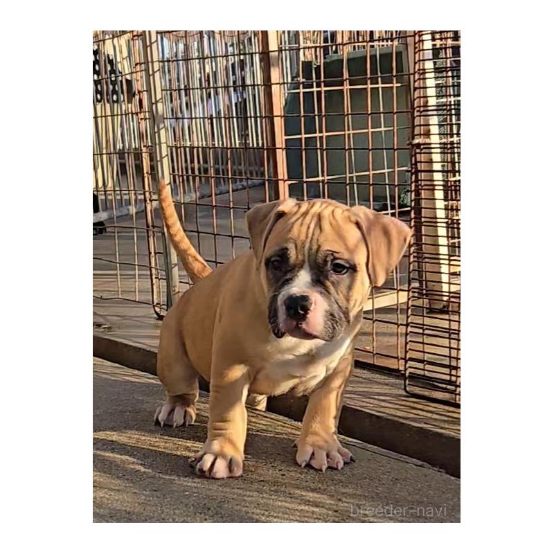 販売中の福岡県のアメリカンブリー-421821の3枚目