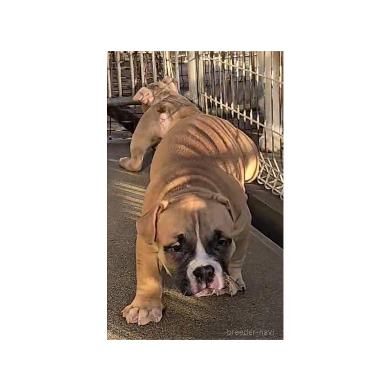 販売中の福岡県のアメリカンブリー-421821の2枚目