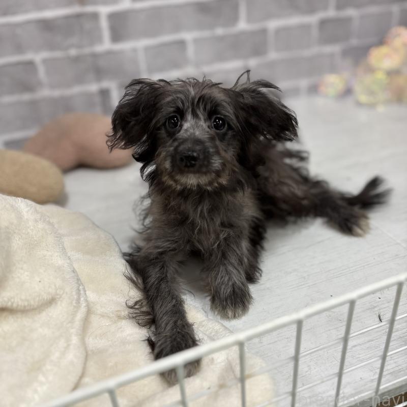 販売中の東京都のミックス犬-408778の4枚目