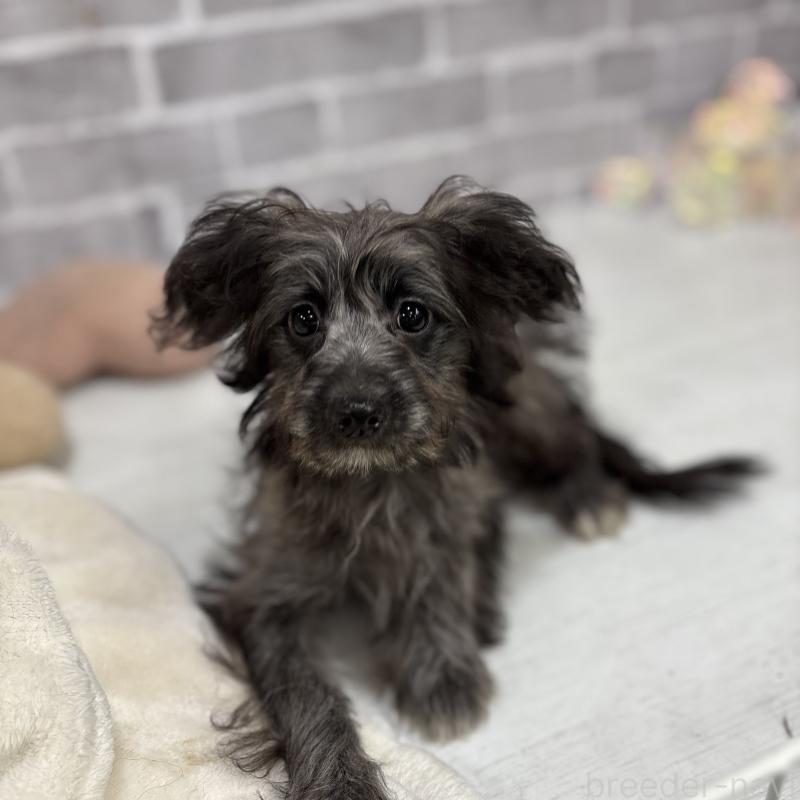 販売中の東京都のミックス犬-408778の3枚目