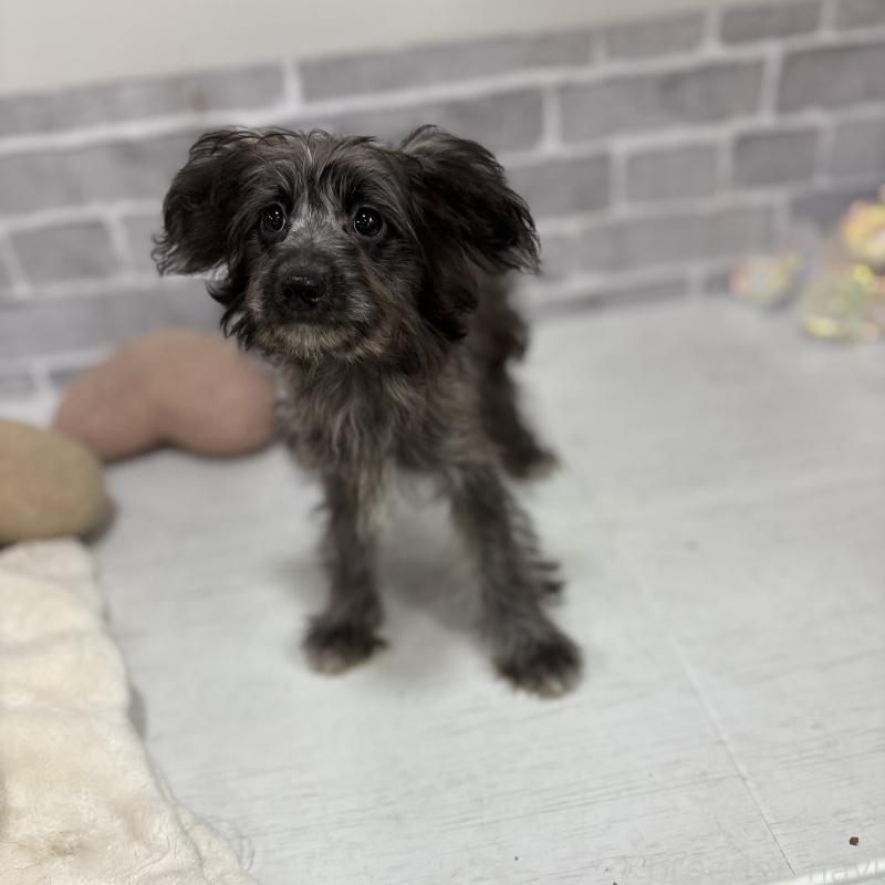 販売中の東京都のミックス犬-408778の2枚目