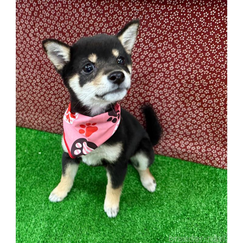 販売中の神奈川県の豆柴-429485の3枚目