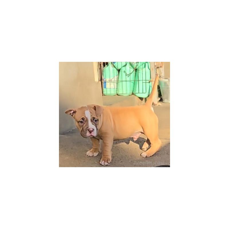 販売中の福岡県のアメリカンブリー-421822