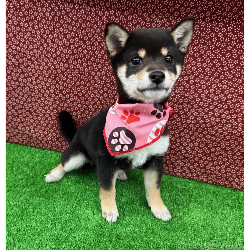 販売中の神奈川県の豆柴-429485の2枚目