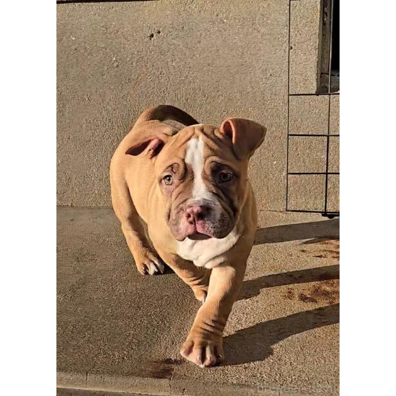 販売中の福岡県のアメリカンブリー-421822の5枚目