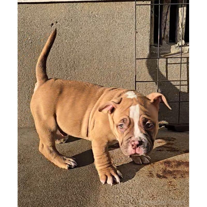 販売中の福岡県のアメリカンブリー-421822の4枚目