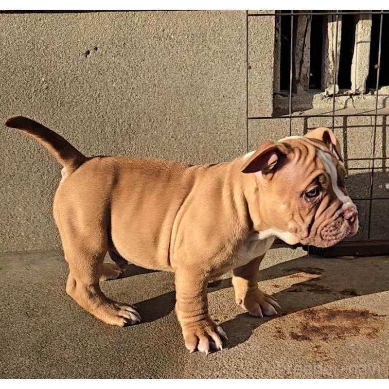 販売中の福岡県のアメリカンブリー-421822の3枚目