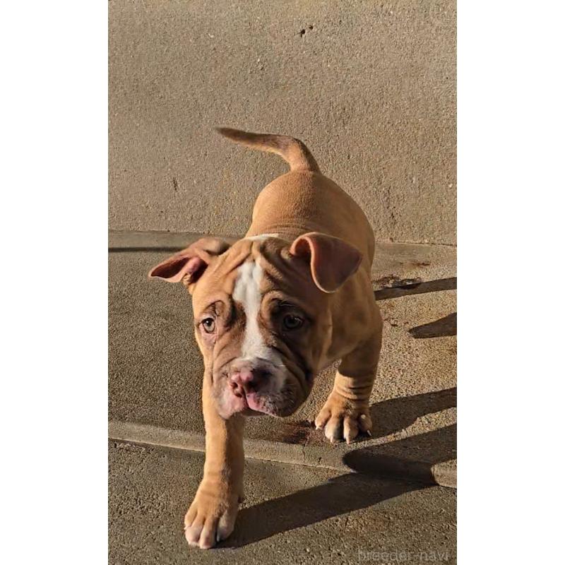 販売中の福岡県のアメリカンブリー-421822の2枚目