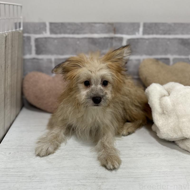 販売中の東京都のミックス犬-408770の9枚目