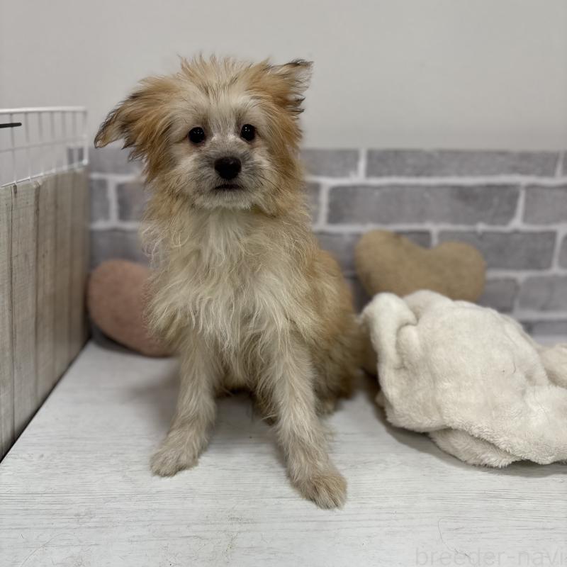 販売中の東京都のミックス犬-408770の8枚目