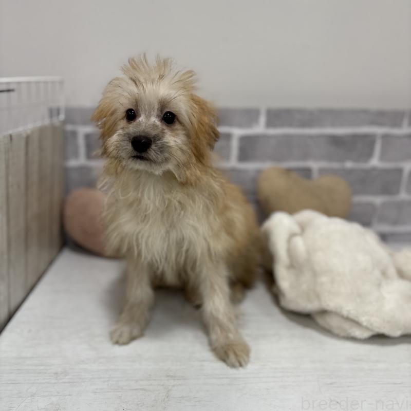 販売中の東京都のミックス犬-408770の7枚目