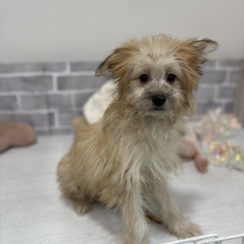 販売中の東京都のミックス犬-408770の6枚目