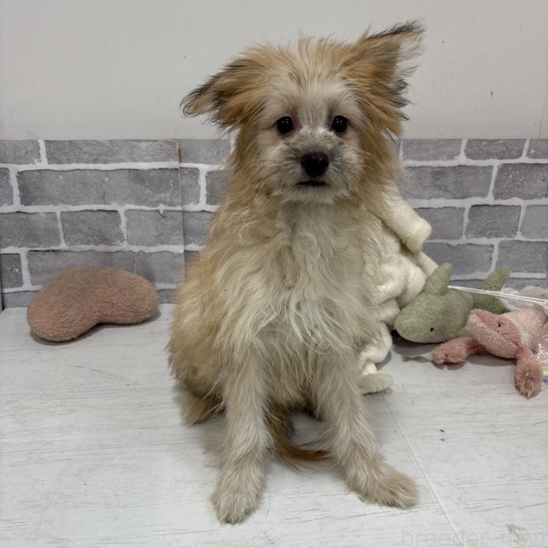 販売中の東京都のミックス犬-408770の5枚目