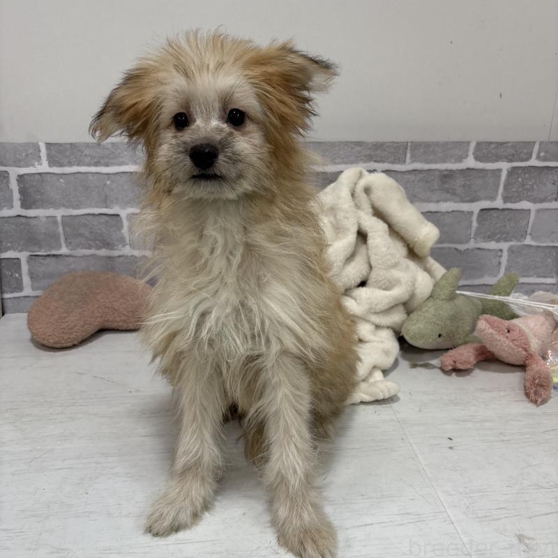 販売中の東京都のミックス犬-408770の3枚目