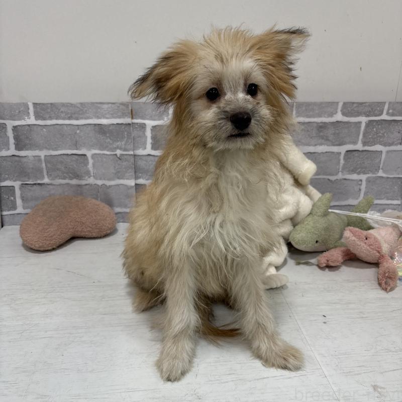 販売中の東京都のミックス犬-408770の2枚目