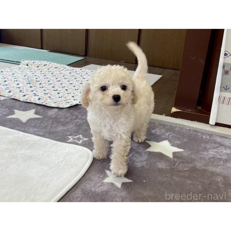 成約済の福岡県のミックス犬-429494の5枚目