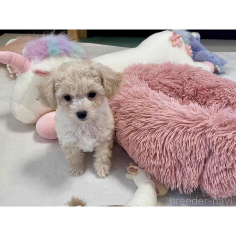 成約済の福岡県のミックス犬-429494の4枚目