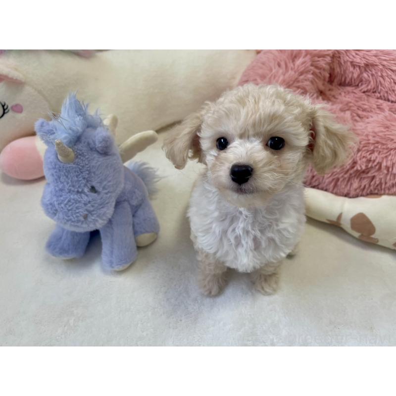 成約済の福岡県のミックス犬-429494の3枚目