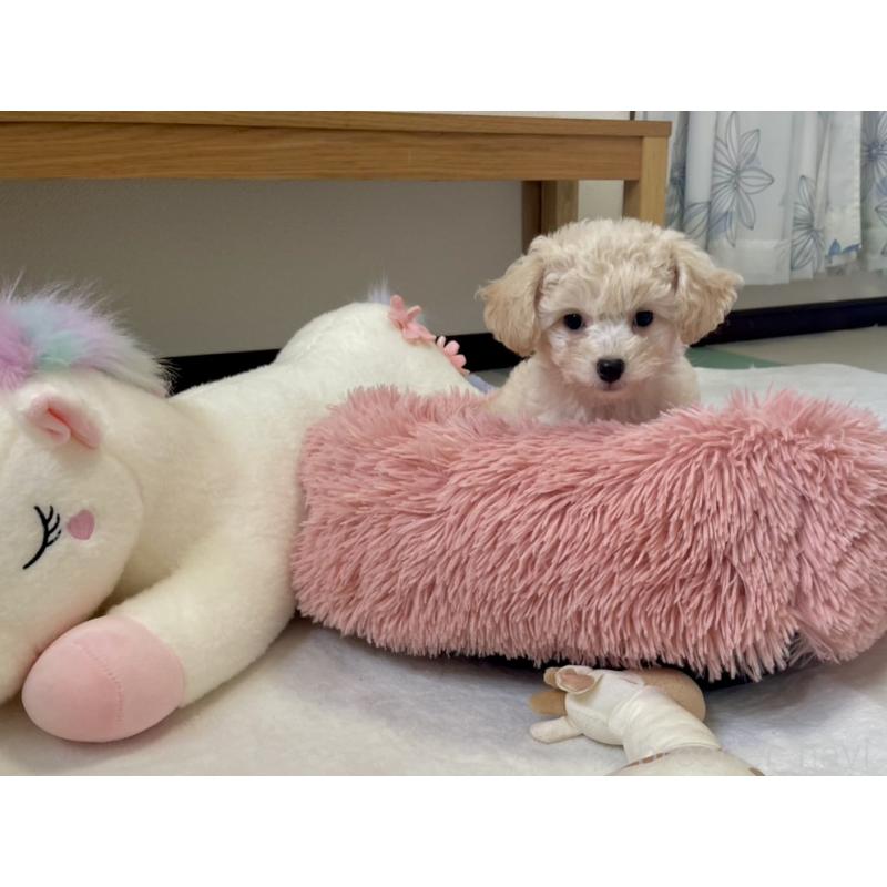 成約済の福岡県のミックス犬-429494の2枚目