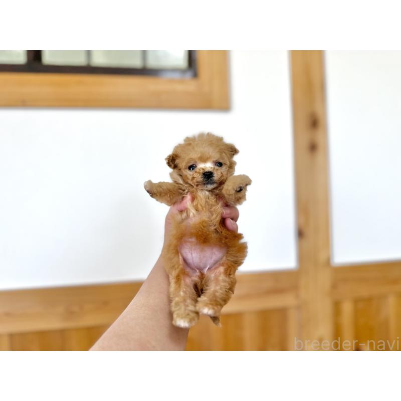 販売中の京都府のティーカッププードル-429495の4枚目