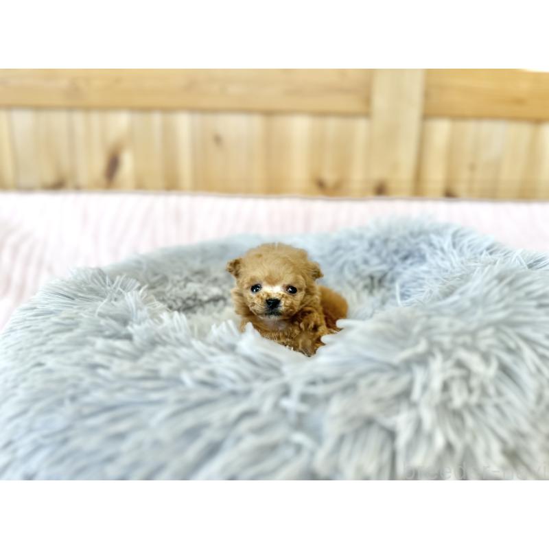 販売中の京都府のティーカッププードル-429495の3枚目