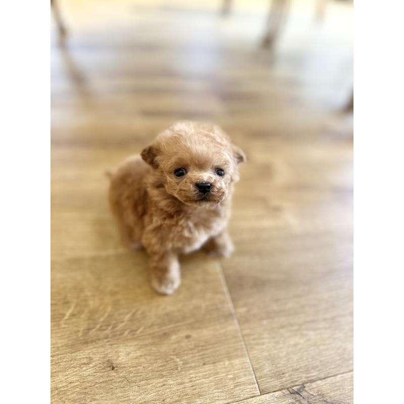 販売中の京都府のティーカッププードル-429495の2枚目