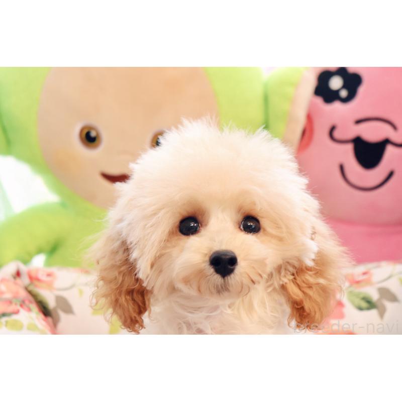 販売中の宮城県のティーカッププードル-423048