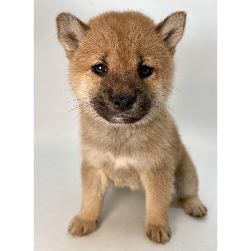 販売中の千葉県の柴犬-429496の1枚目