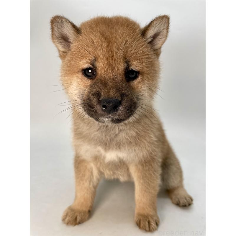 販売中の千葉県の柴犬-429496の14枚目