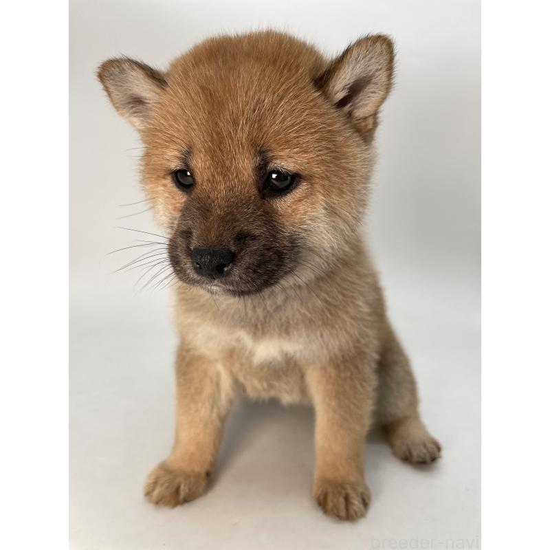 販売中の千葉県の柴犬-429496の13枚目